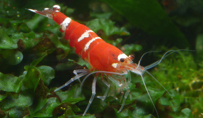 Caridina